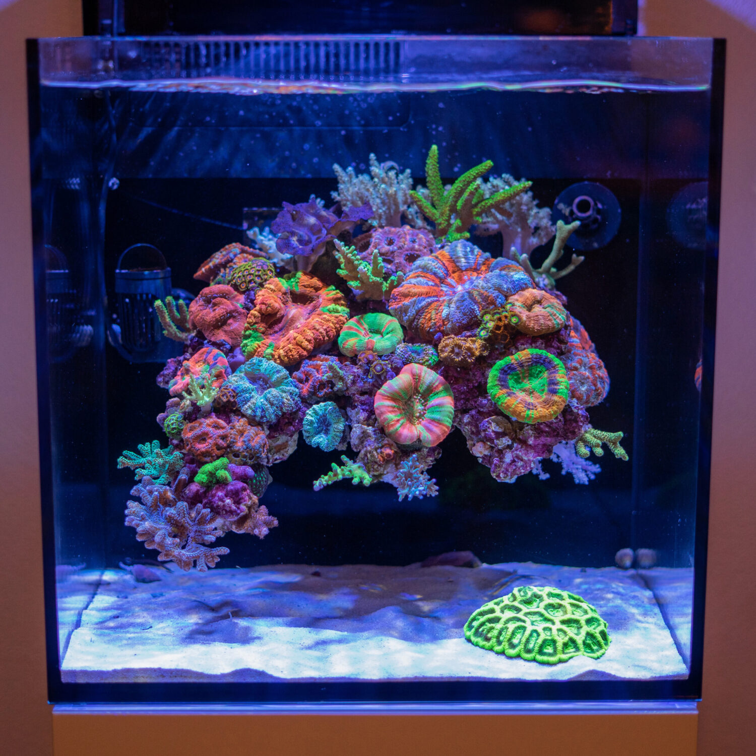 The Floating Reef