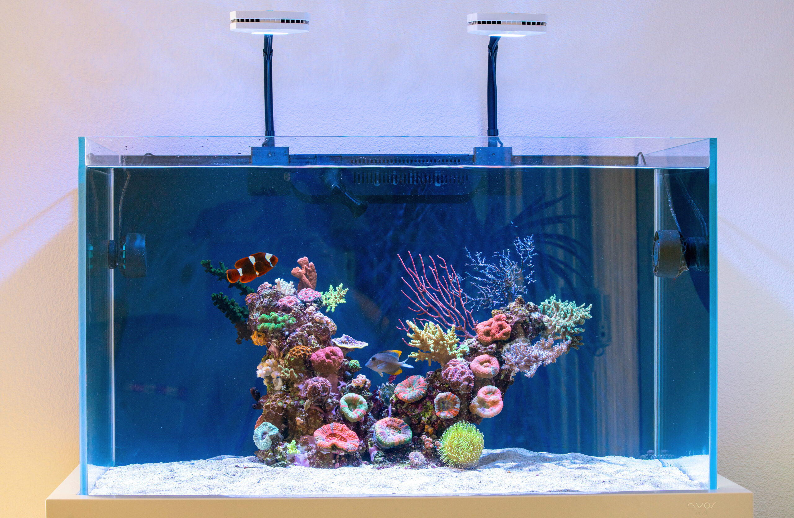 Dave Notter’s newest reef