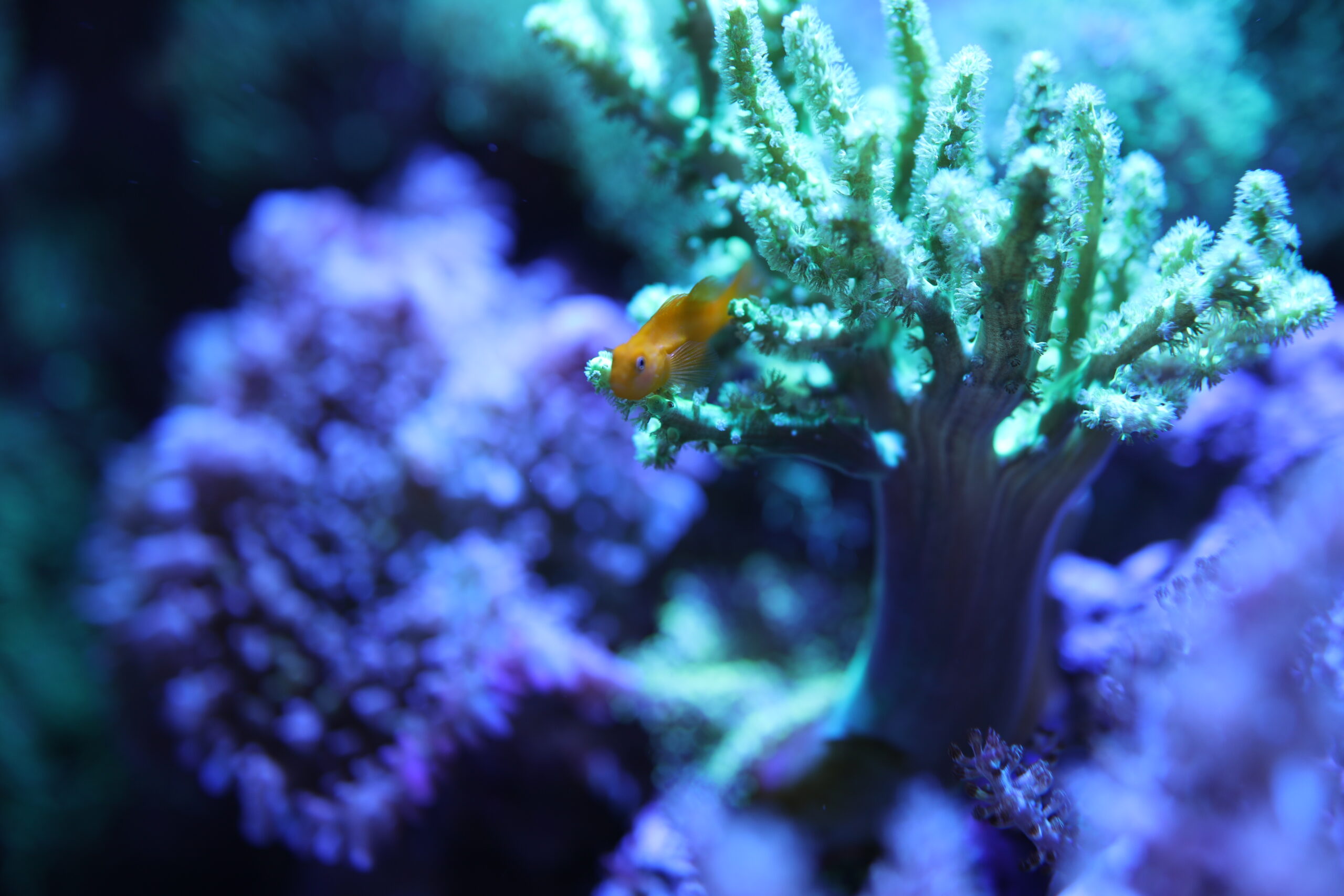 Keep Your Aquarium Cool with These Tips
