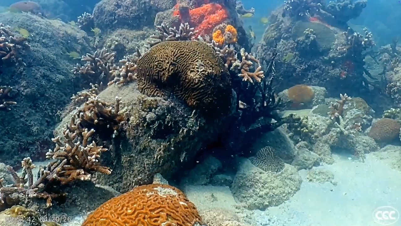 Three-Year Coral Camera Time-Lapse Sets a Record
