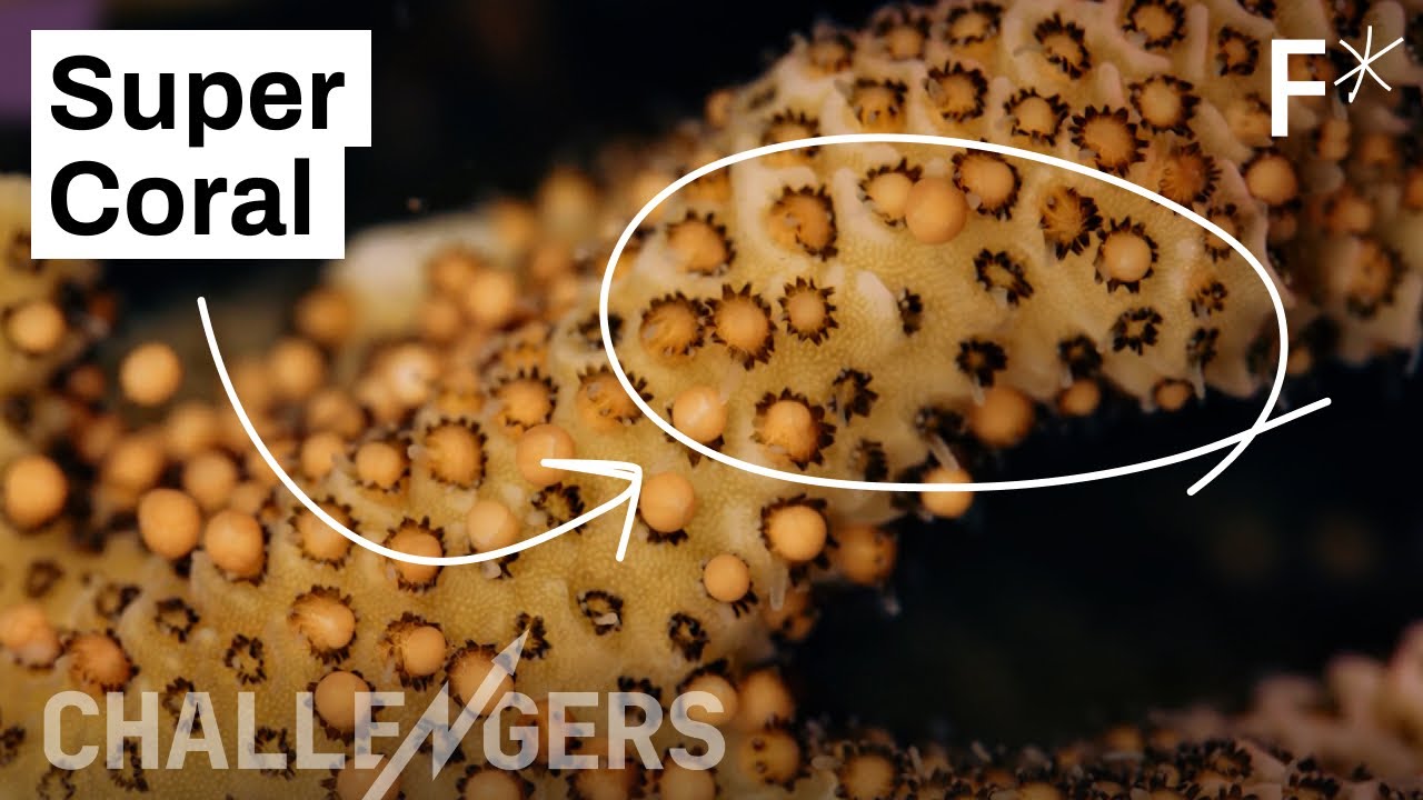 Here’s how to grow corals up to fifty times faster