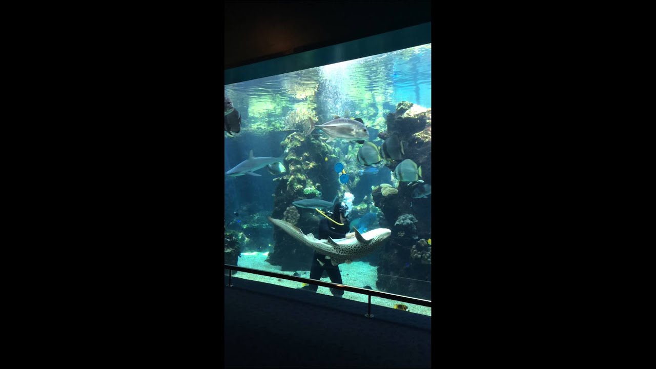 The Cuddly Shark