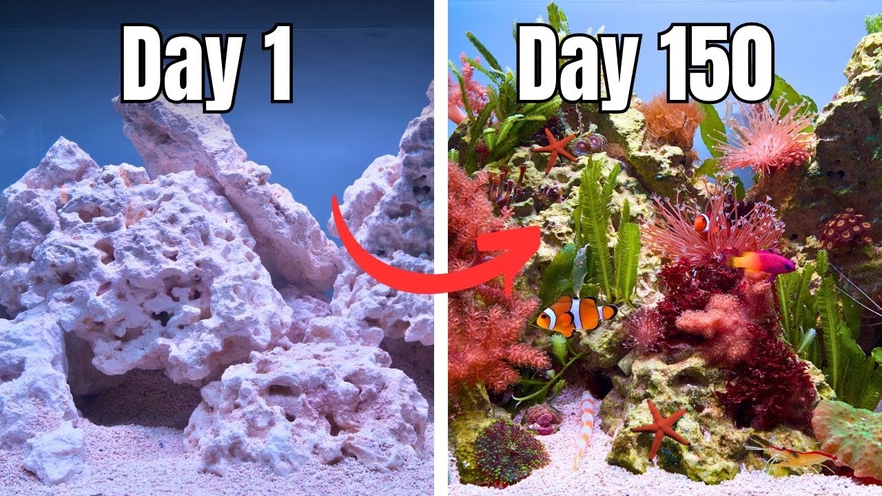 The Ultimate Guide to Setting Up a Simple Aquarium