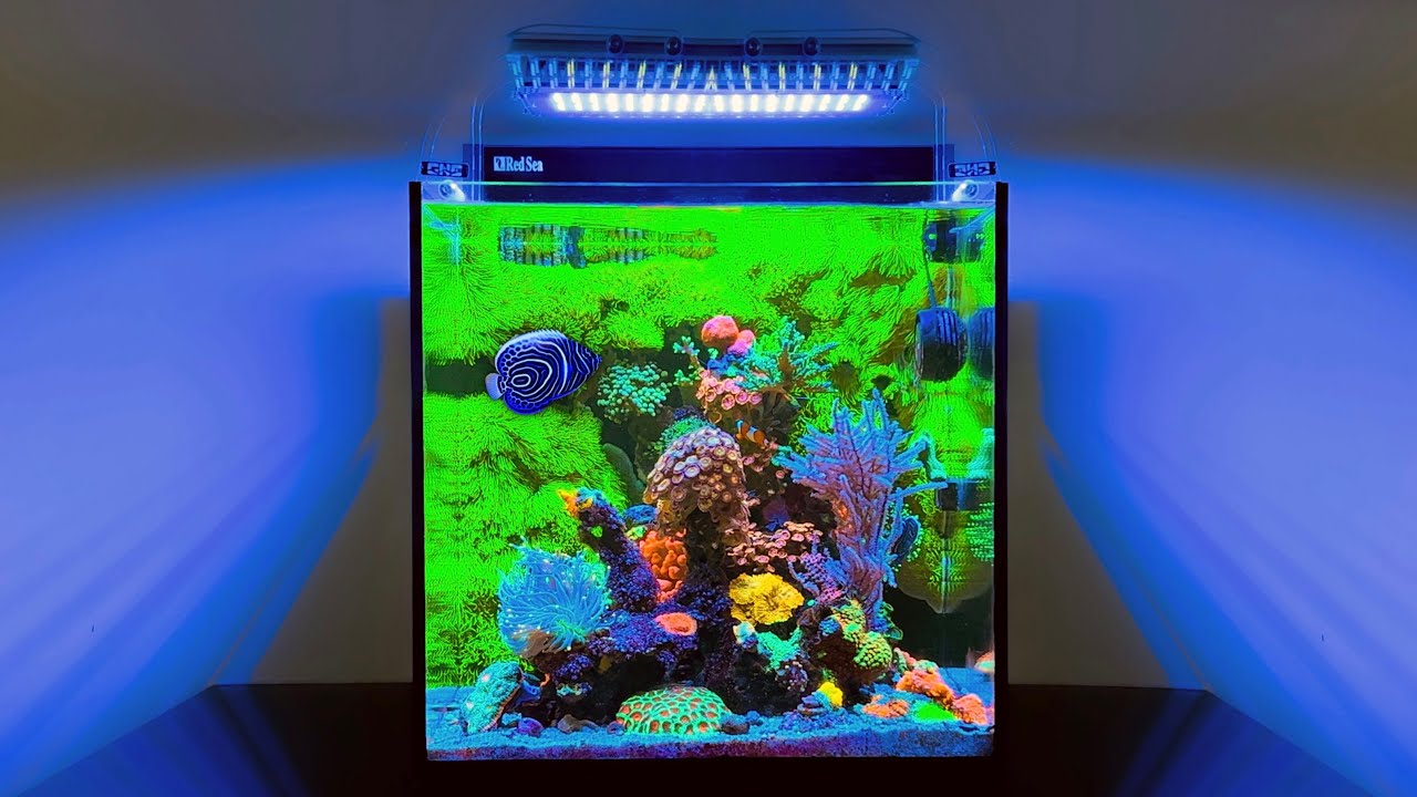 Adorable little nano-reef steals our hearts