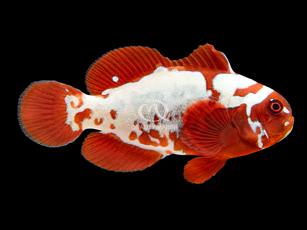 Quality Marine Announces Farm-Raised Peacekeeper Maroon Clowns