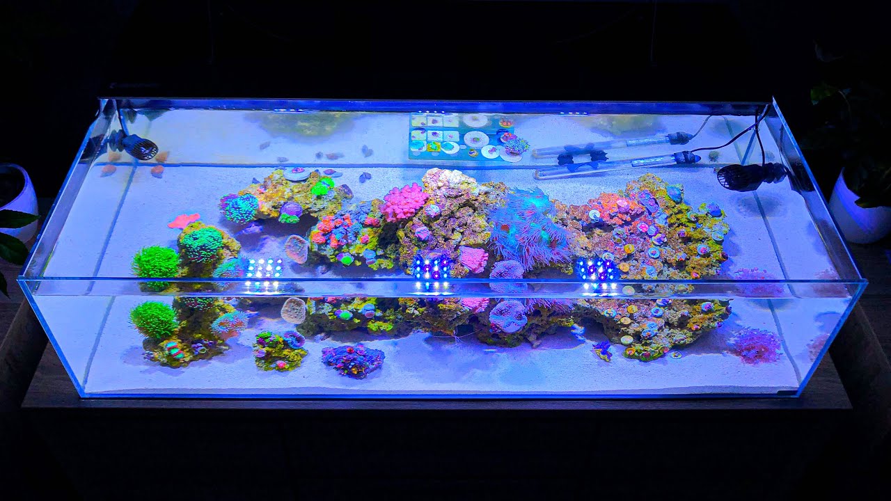 A serene shallow reef