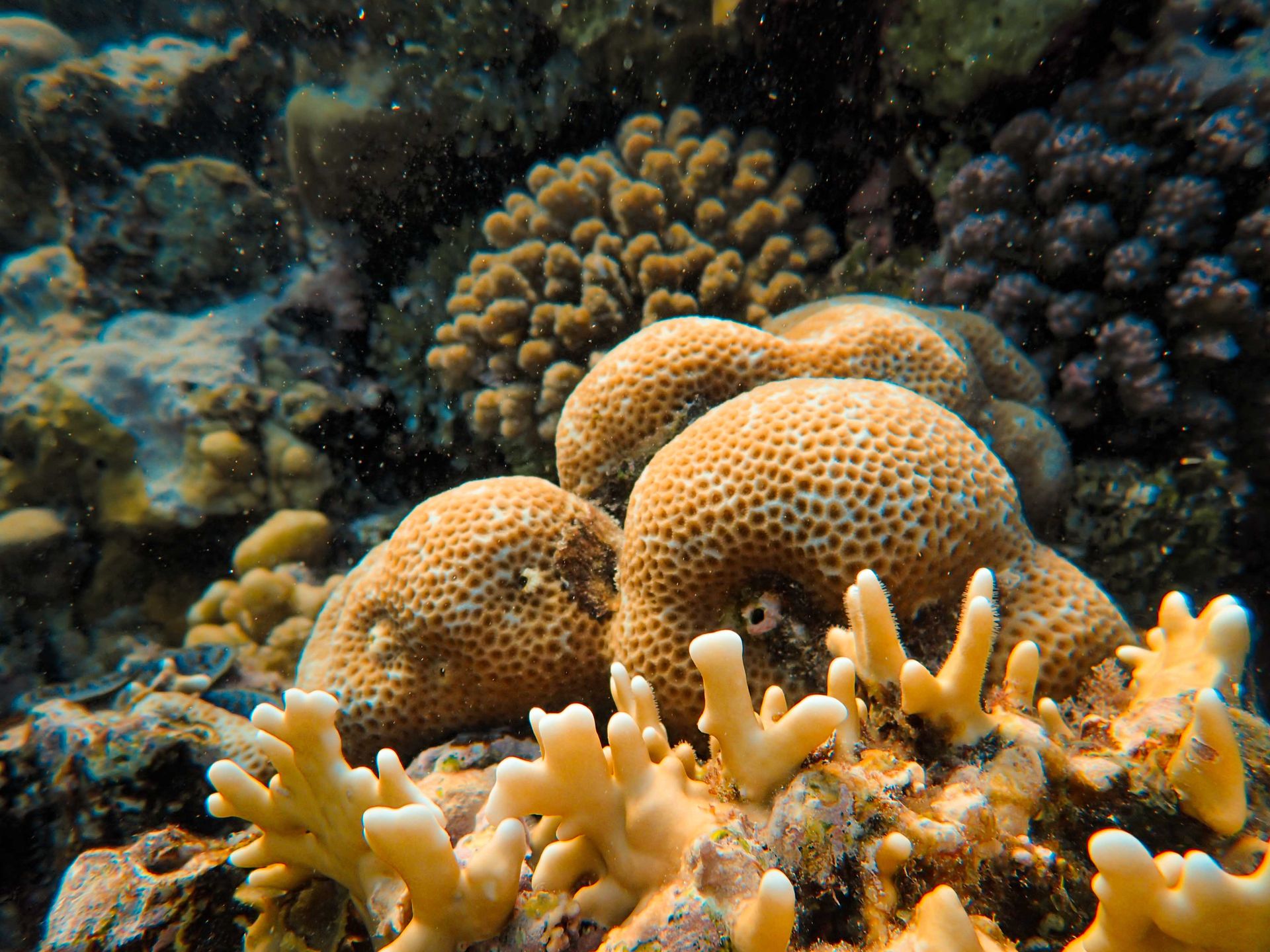 Diseased coral can be cured through contact with a healthy specimen