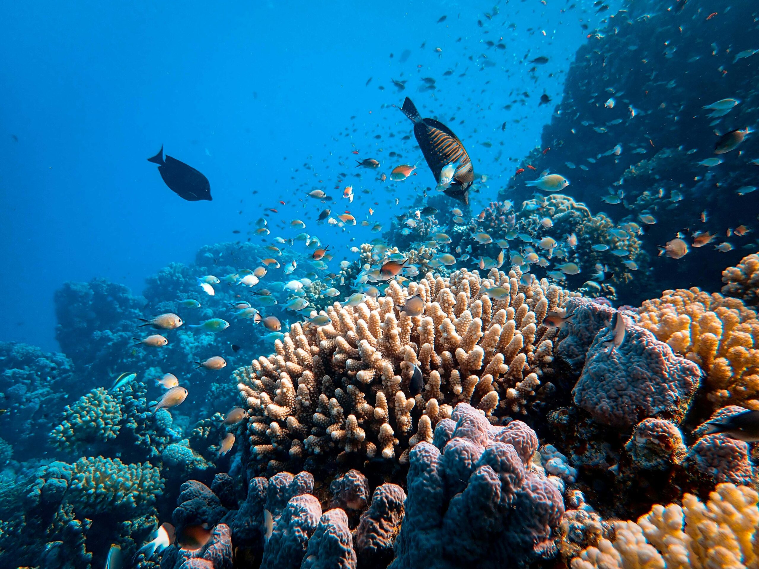 Rising water temperatures and crown-of-thorns starfish threaten the Great Barrier Reef